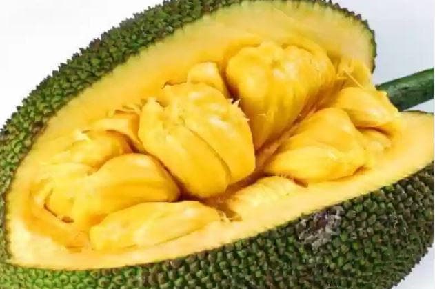 Organic large Jackfruit plant in half gal pot — photo 1 of 2