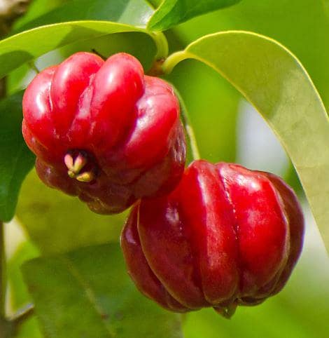 Surinam cherry | pitanga starter plant in 4" pot — photo 1 of 3