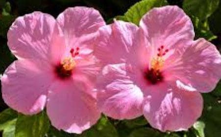 Pink hibiscus plant in half gal pot — photo 1 of 4