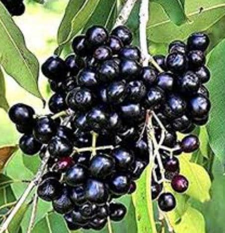 Organic Black Java Plum | Jamun plant in one gal pot , Syzygium cumini, Black Plum, Malabar Plum — photo 1 of 4
