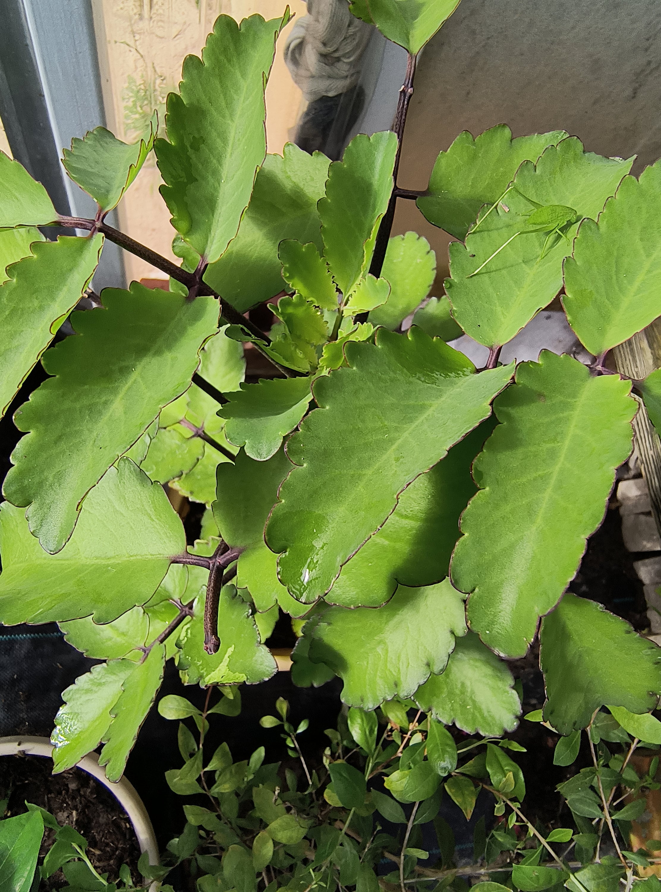 Organic Miracle Leaf large live plant, Leaf of life, plantKalanchoe Pinnata, Bryophyllum pinnatum, Cathedral Bells, Goethe live plant — photo 1 of 5