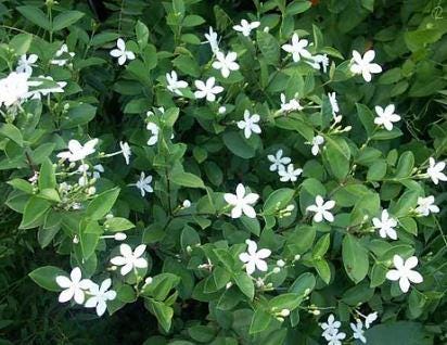 Rare Arctic snow bush, Asian snow jasmine flowering plant in one gal pot — photo 1 of 4