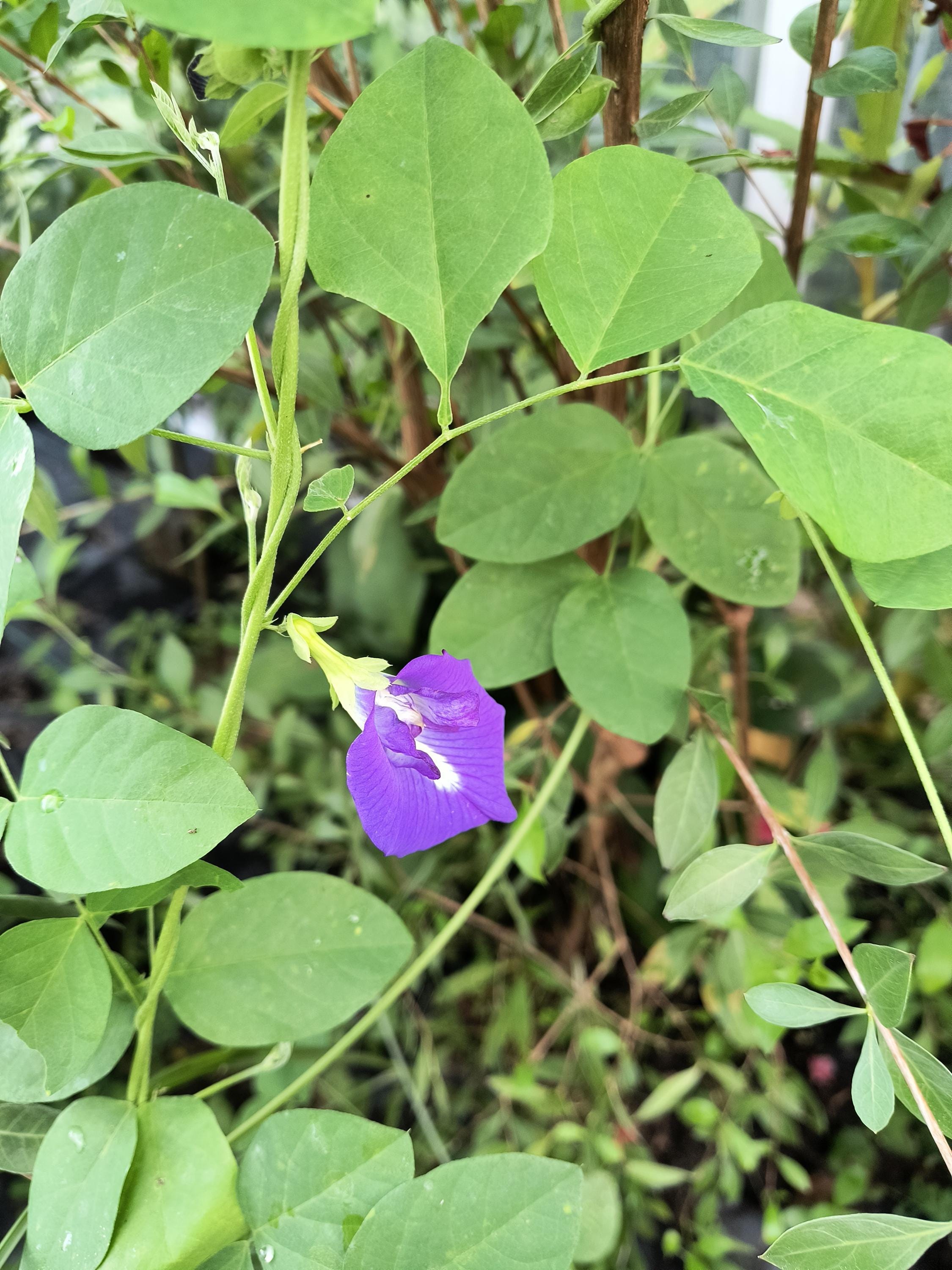 Aprajita flower plant /vine in one gal pot / Asian pigeonwings / blue pea / butterfly pea (copy) — photo 1 of 2