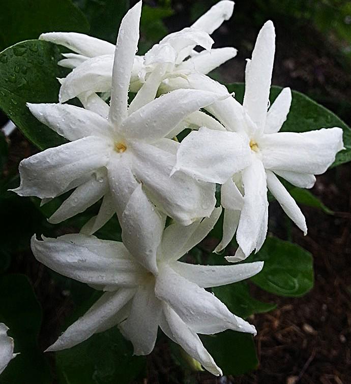 Belle of India Jasmine bush in half-gal pot — photo 1 of 3