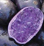 Organic Purple potato vine 6 cutting for propagation — photo 1 of 2