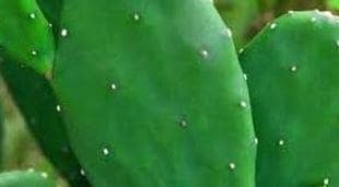Organic Thorn less prickly pear plant in 4 inch pot — photo 1 of 3