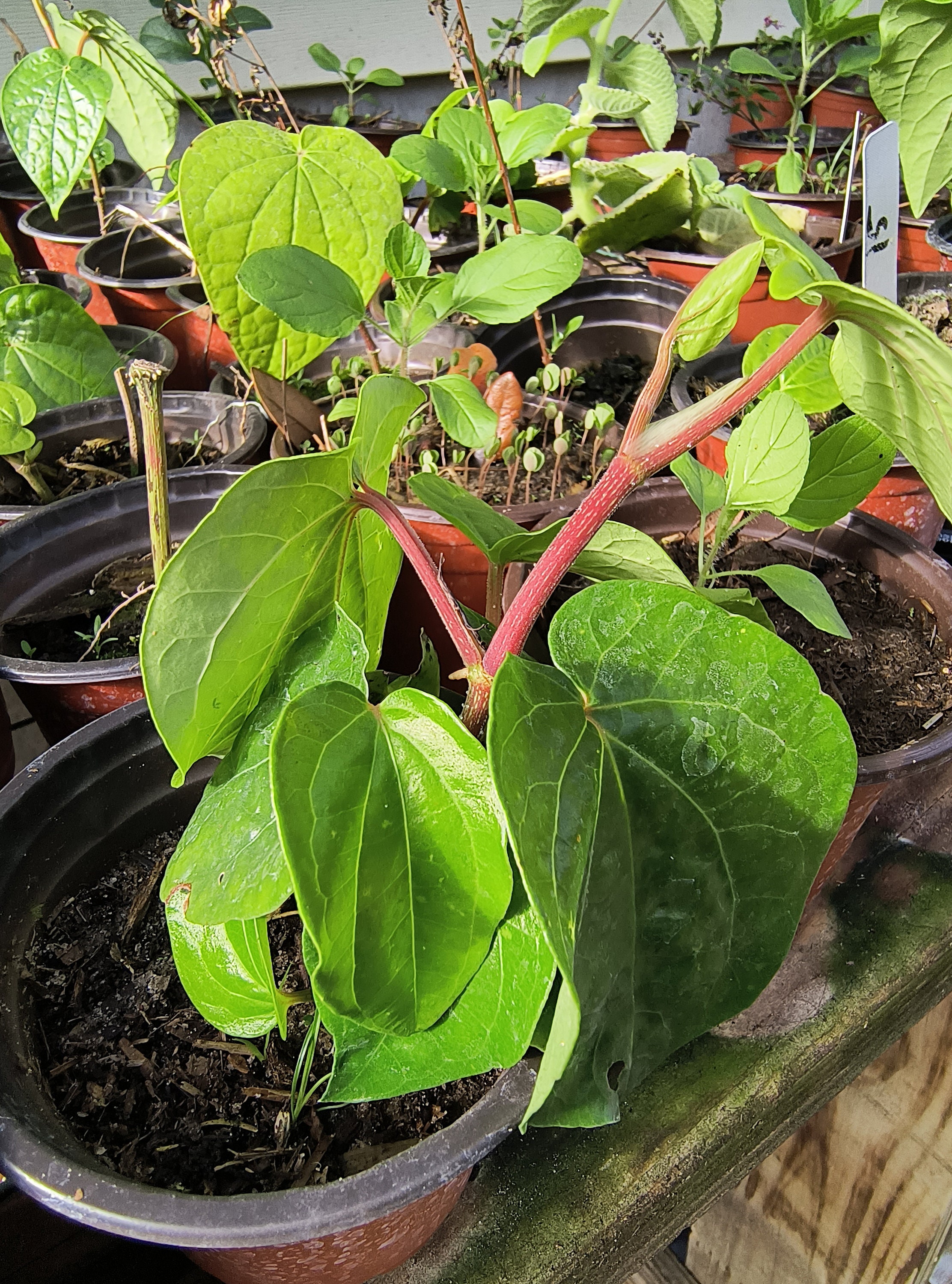 Organic betel leaf plant, paan, Piper Betle vine, Barui, Bai Phu, Herb Vine Spice live plant in half gal pot — photo 1 of 3