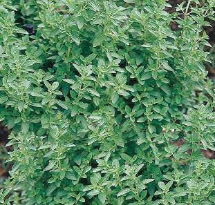 Organic Maruga, Sweet Marjoram, Knotted Marjoram live plant in pot — photo 1 of 3