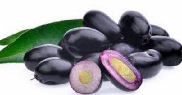 Java plum |Jamun plant(1-2ft) in one gal pot , Syzygium cumini, Black Plum, Malabar Plum — photo 1 of 4
