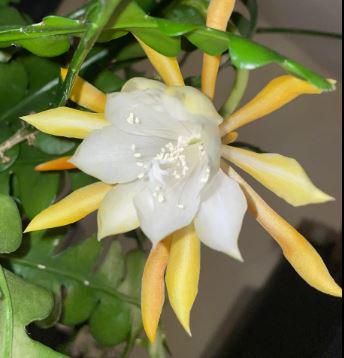Fishbone cactus or zig zag cactus Yellow flower Live plant in half gal pot — photo 1 of 4