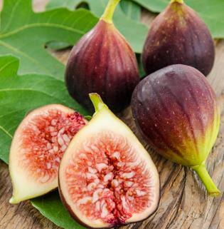 Organic Delicious organic Fig fruit tree in one gal pot — photo 1 of 4