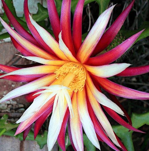 Fishbone cactus or zig zag cactus red flower Live plant in half gal pot — photo 1 of 5