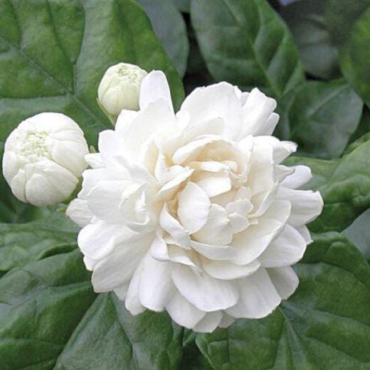 Grand Duke Jasmine, Grand Duke of Tuscany in half gal pot — photo 1 of 2