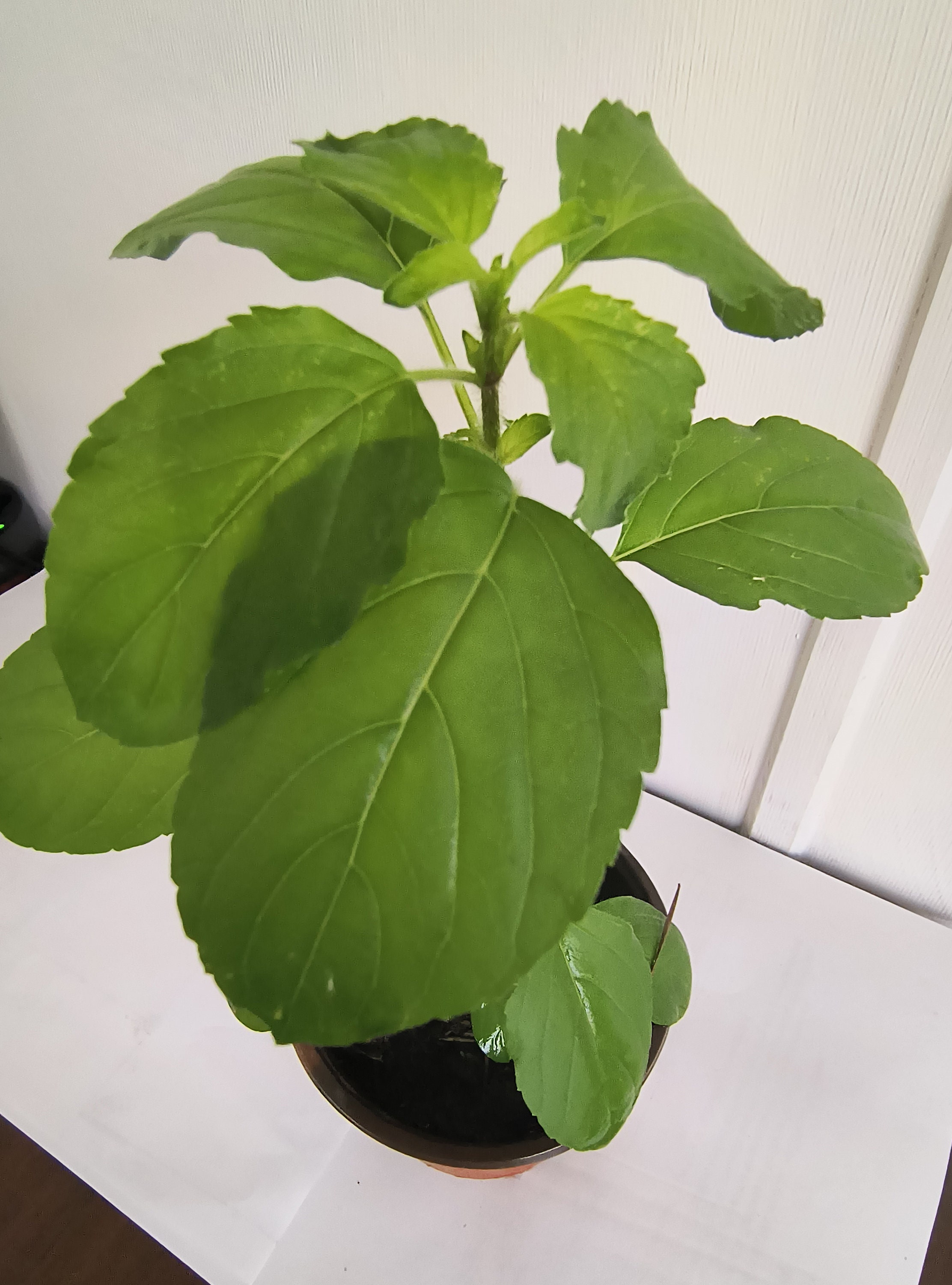 Rama Tulsi | Holy Basil Live plant in pot — photo 1 of 2