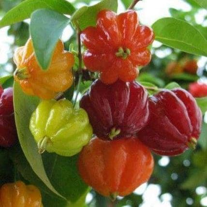 Surinam cherry in half gal pot — photo 1 of 3