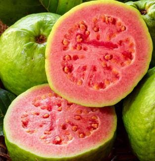Organic Large Pink Guava tree in half gal pot — photo 1 of 4