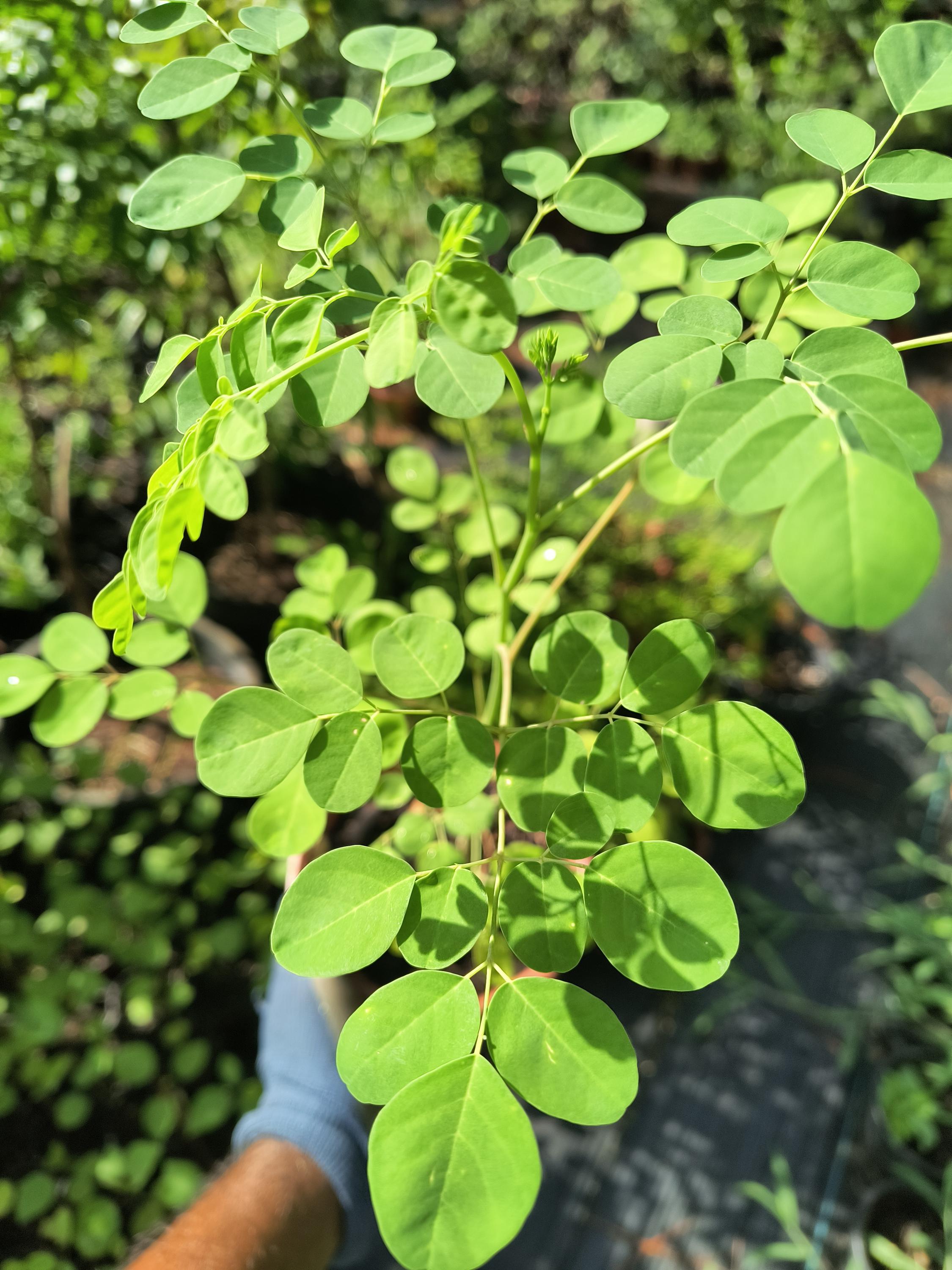 Organic Moringa oleifera live plant in 4" pot — photo 1 of 4