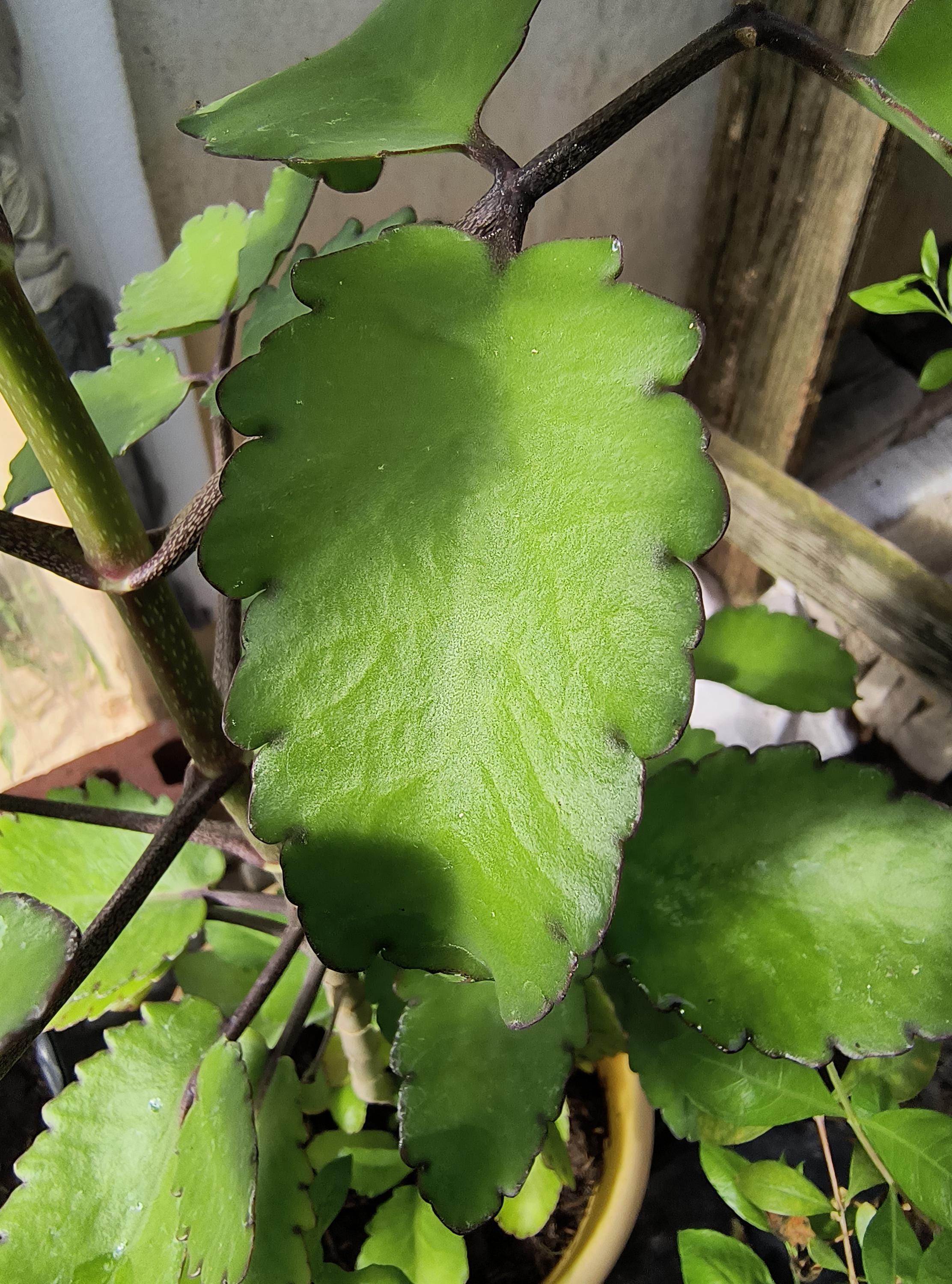Organic Miracle Leaf — photo 1 of 2